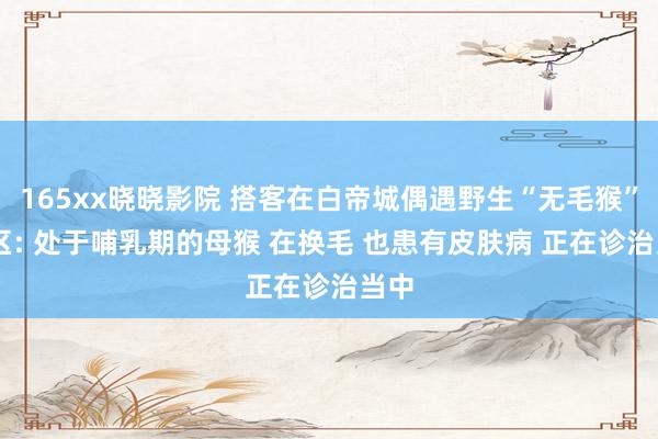 165xx晓晓影院 搭客在白帝城偶遇野生“无毛猴” 景区: 处于哺乳期的母猴 在换毛 也患有皮肤病 正在诊治当中