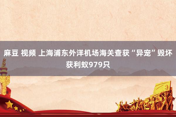 麻豆 视频 上海浦东外洋机场海关查获“异宠”毁坏获利蚁979只