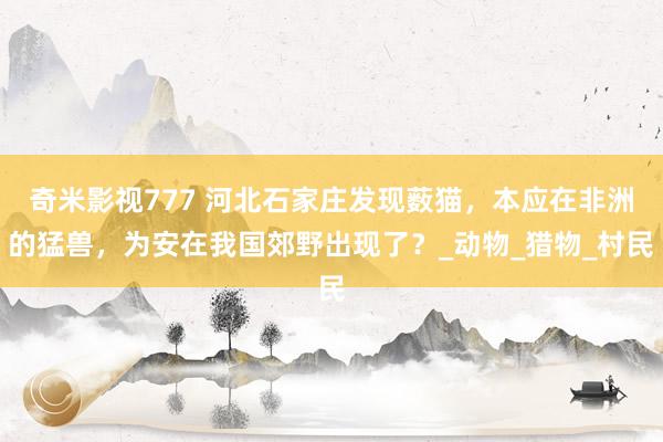 奇米影视777 河北石家庄发现薮猫，本应在非洲的猛兽，为安在我国郊野出现了？_动物_猎物_村民