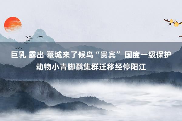 巨乳 露出 鼍城来了候鸟“贵宾” 国度一级保护动物小青脚鹬集群迁移经停阳江